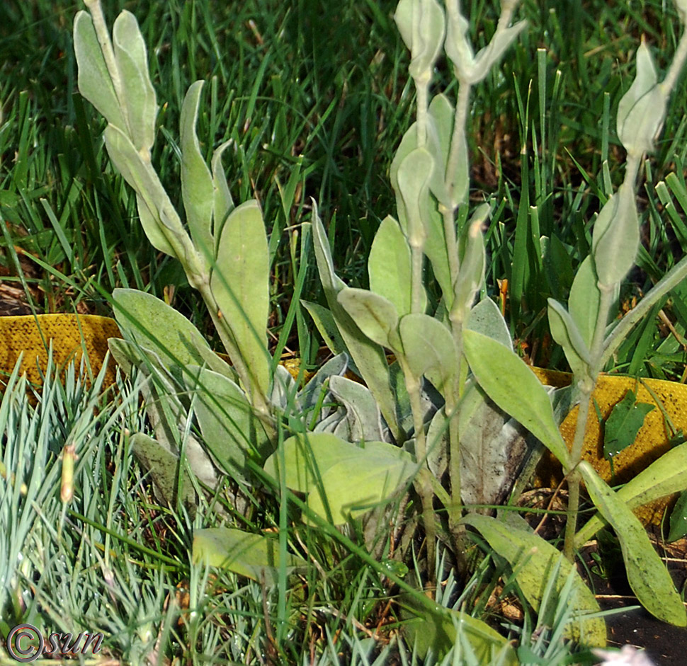 Image of Lychnis coronaria specimen.