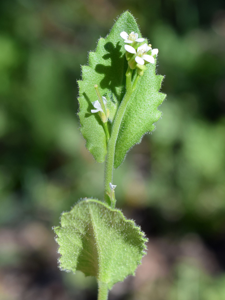 Image of Arabis montbretiana specimen.