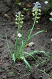 Muscari botryoides