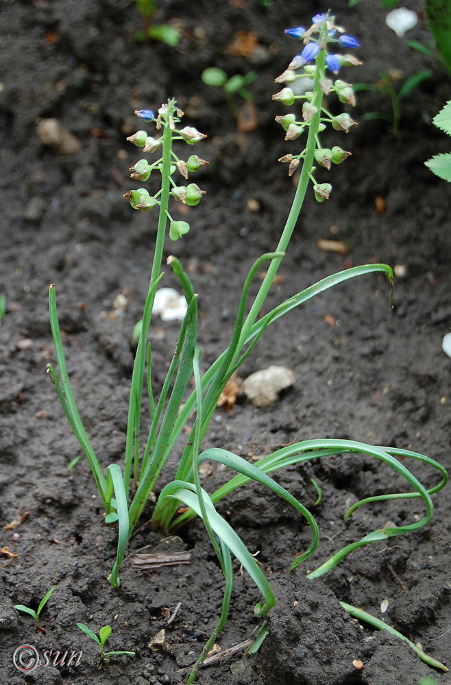 Изображение особи Muscari botryoides.