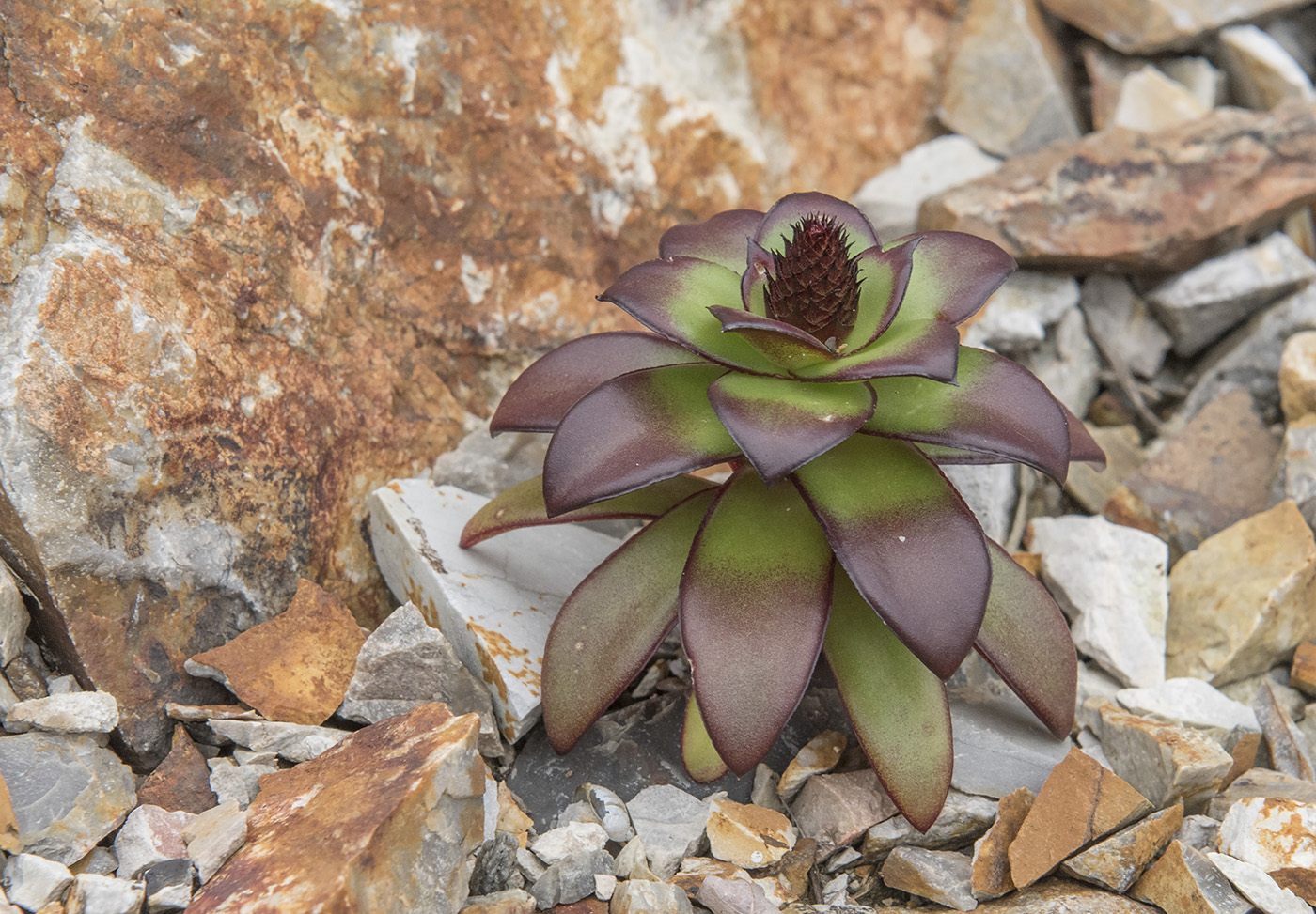 Image of Orostachys maximowiczii specimen.