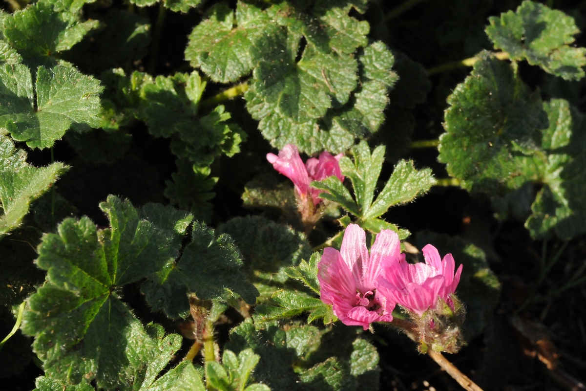 Image of Sidalcea malviflora specimen.