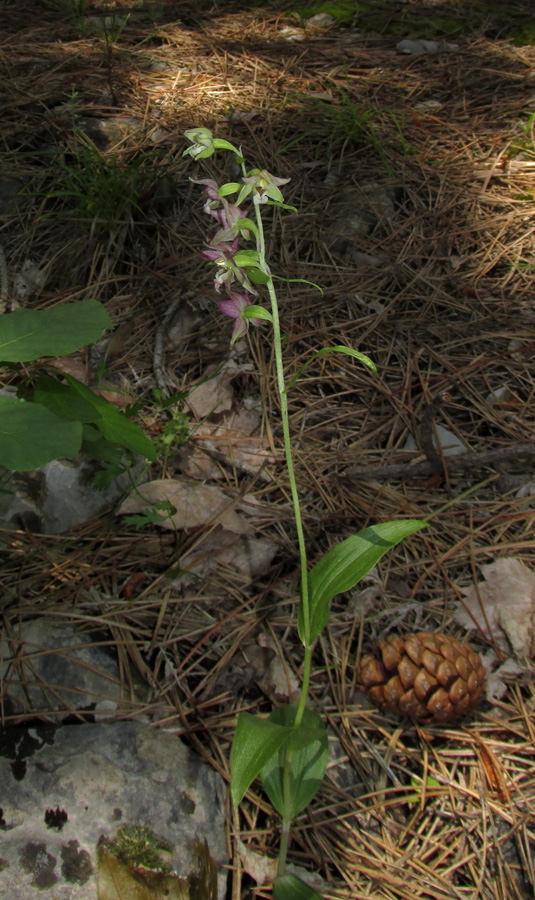 Изображение особи Epipactis distans.