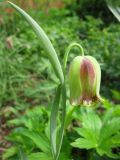 Fritillaria acmopetala