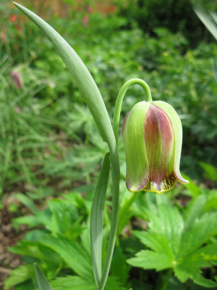 Изображение особи Fritillaria acmopetala.