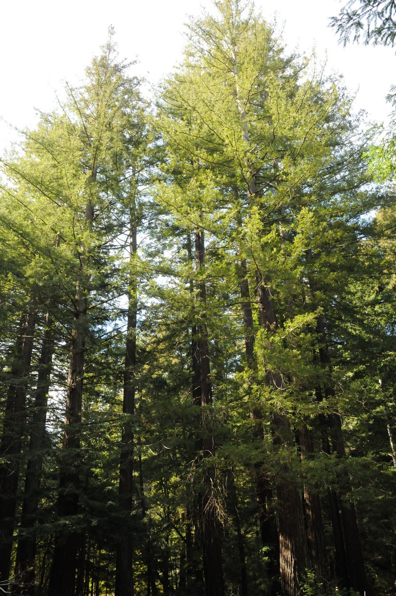 Image of Sequoia sempervirens specimen.