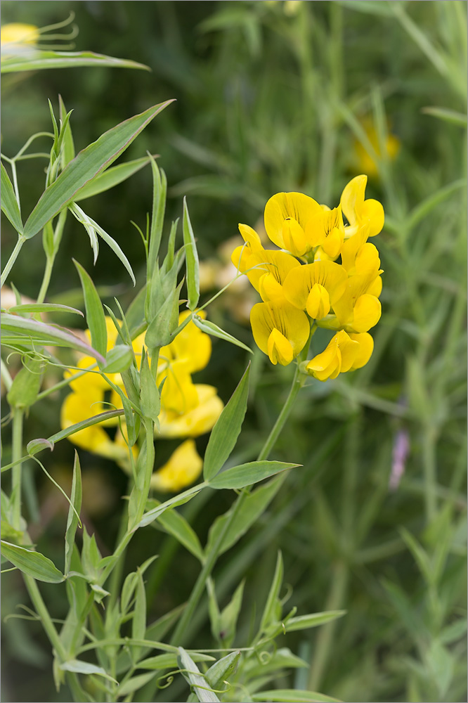 Изображение особи Lathyrus pratensis.