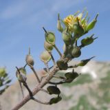 Alyssum oschtenicum. Соплодие. Адыгея, Кавказский биосферный заповедник, гора Гузерипль, осыпной склон из ожелезнённого слабокарбонатного песчаника с обломками сидерита, ≈ 2150 м н.у.м. 26.07.2015.