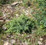 Larix sibirica. Молодое растение. Восточно-Казахстанская обл., окр. Малоульбинского вдхр., белок Россыпной, возле Золотой горы, обочина грунтовой дороги на крутом склоне горы. 29.07.2008.