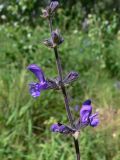 Salvia stepposa. Верхушка соцветия. Челябинская обл., окр. г. Челябинск, Золотая горка, обочина дороги в берёзовом лесу. 05.07.2014.