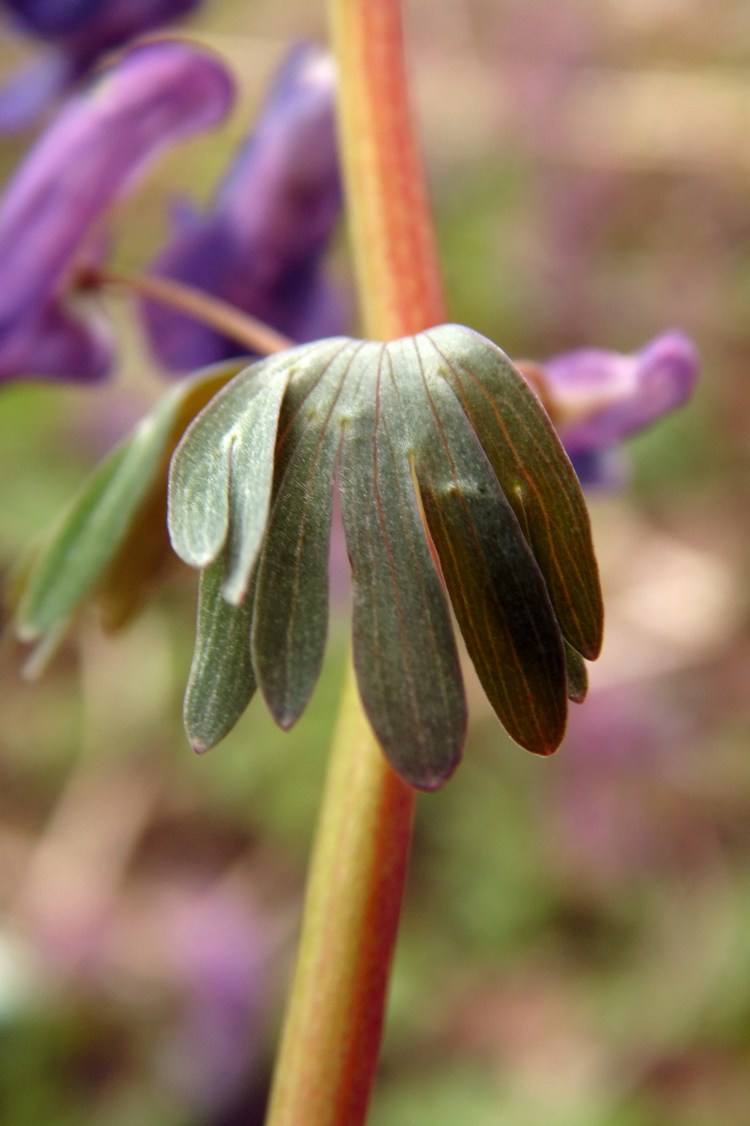 Image of Corydalis solida specimen.