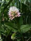 Trifolium ambiguum. Соцветия и лист. Ростовская обл., Азовский р-н, окр. п Солнечный, склон балки Водяникова. 03.06.2015.