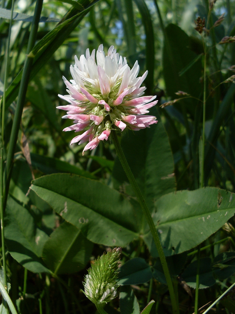 Изображение особи Trifolium ambiguum.