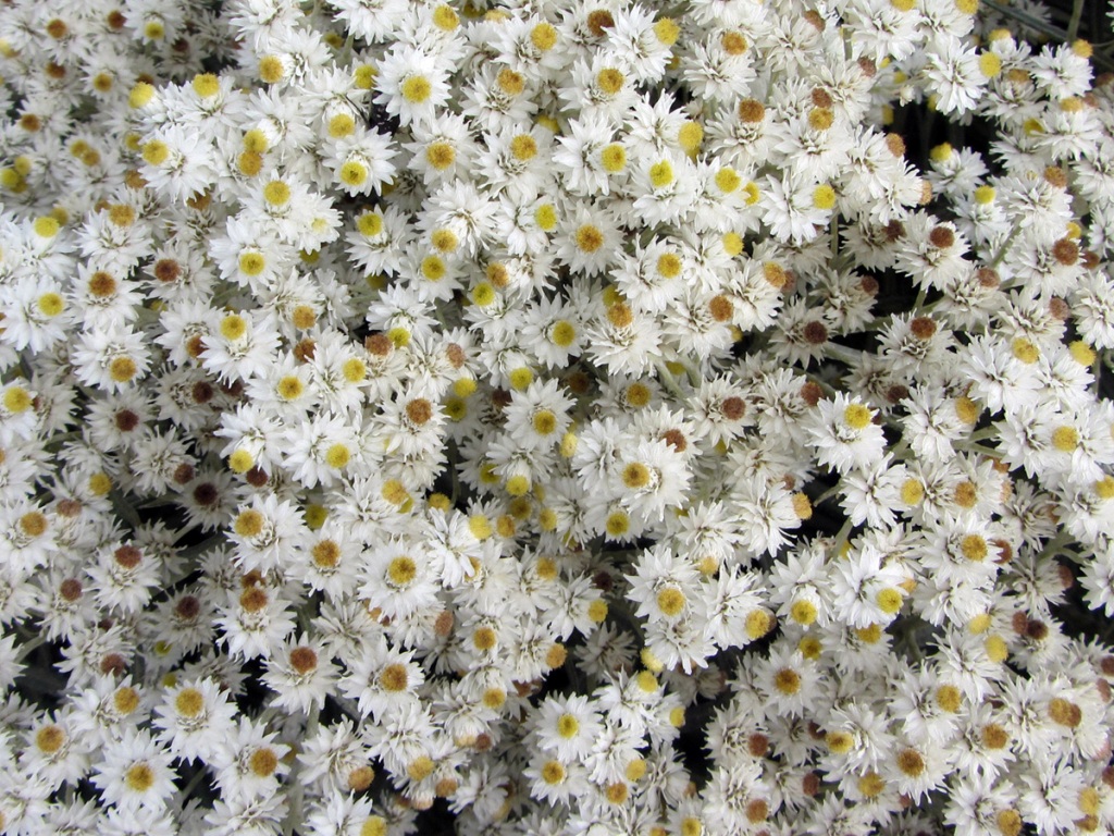Изображение особи Anaphalis margaritacea.