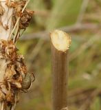Eremurus altaicus