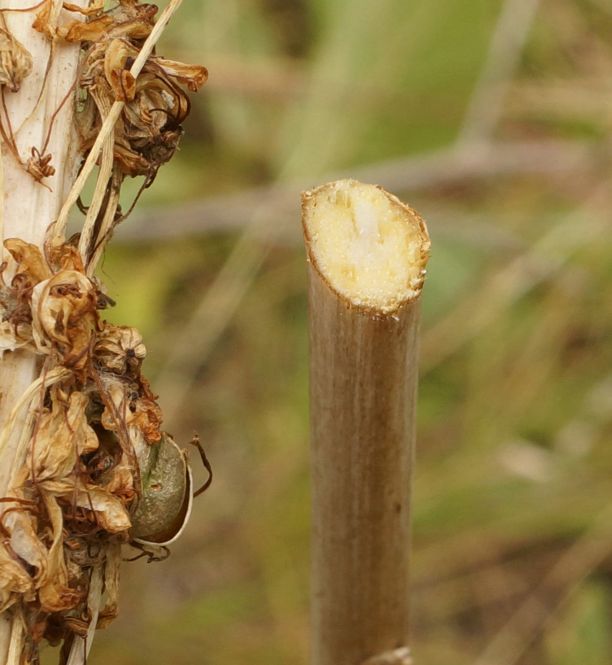 Изображение особи Eremurus altaicus.