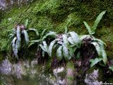 Phyllitis scolopendrium