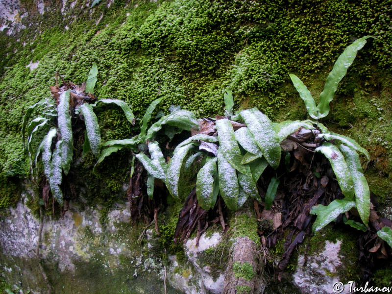 Изображение особи Phyllitis scolopendrium.