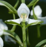 Habenaria linearifolia