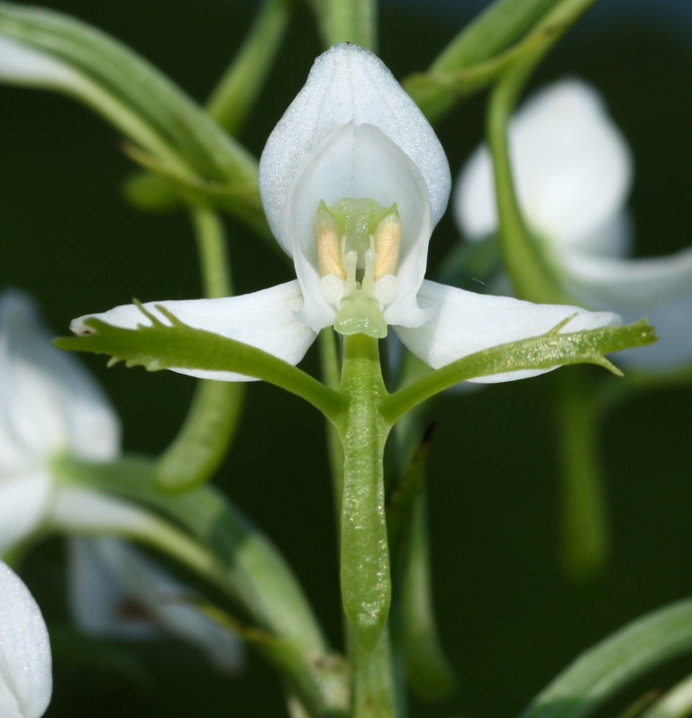 Изображение особи Habenaria linearifolia.