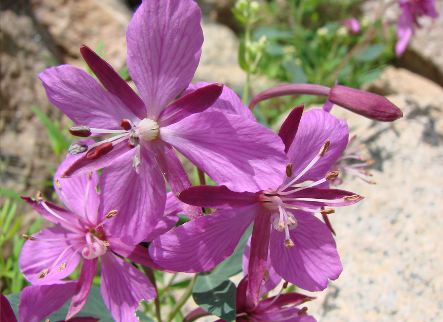 Image of Chamaenerion latifolium specimen.