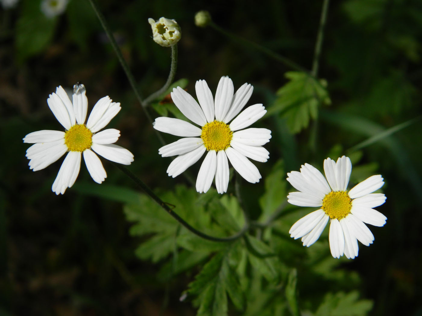 Image of Pyrethrum parthenifolium specimen.