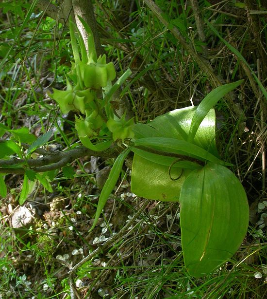 Изображение особи Rhinopetalum stenantherum.