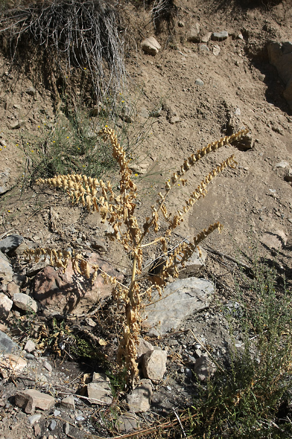 Изображение особи Hyoscyamus niger.