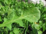 Calepina irregularis
