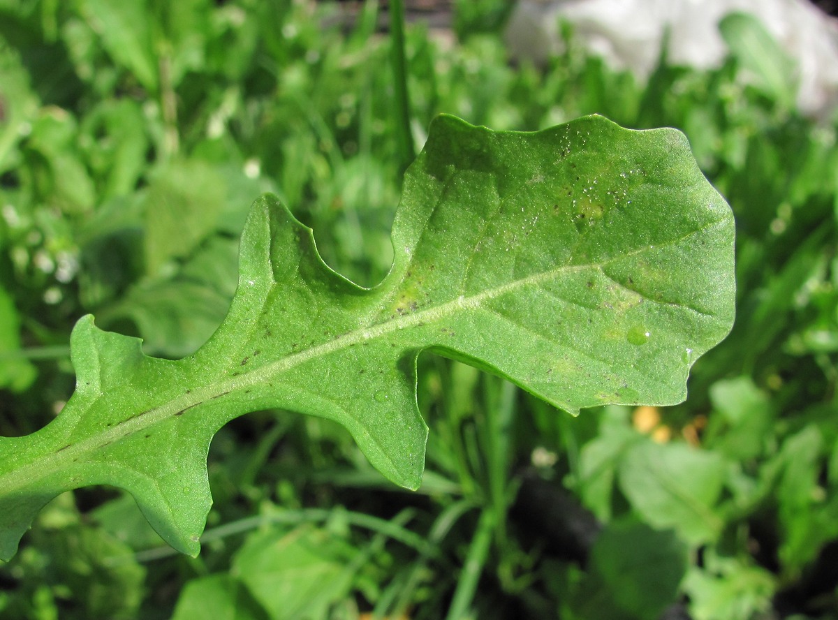 Изображение особи Calepina irregularis.