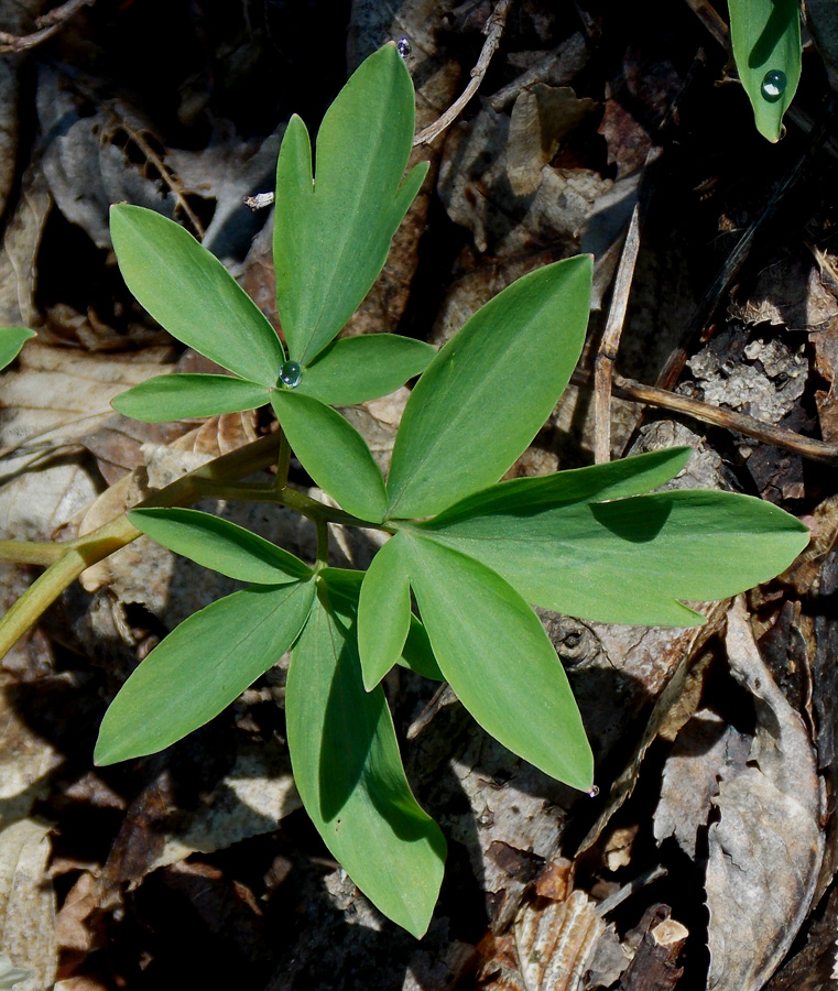 Image of Corydalis marschalliana specimen.