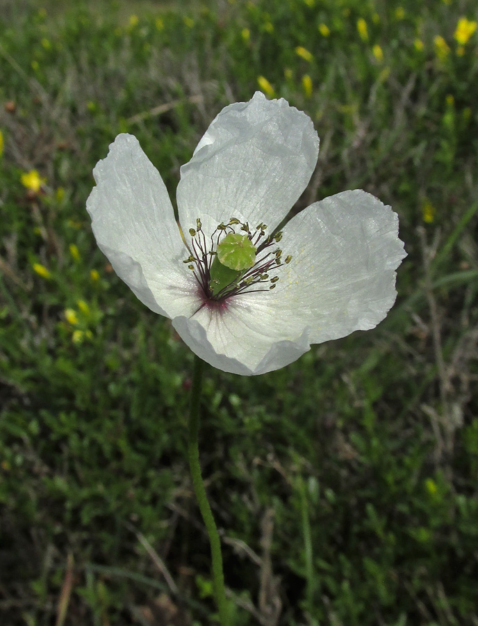 Image of Papaver albiflorum specimen.