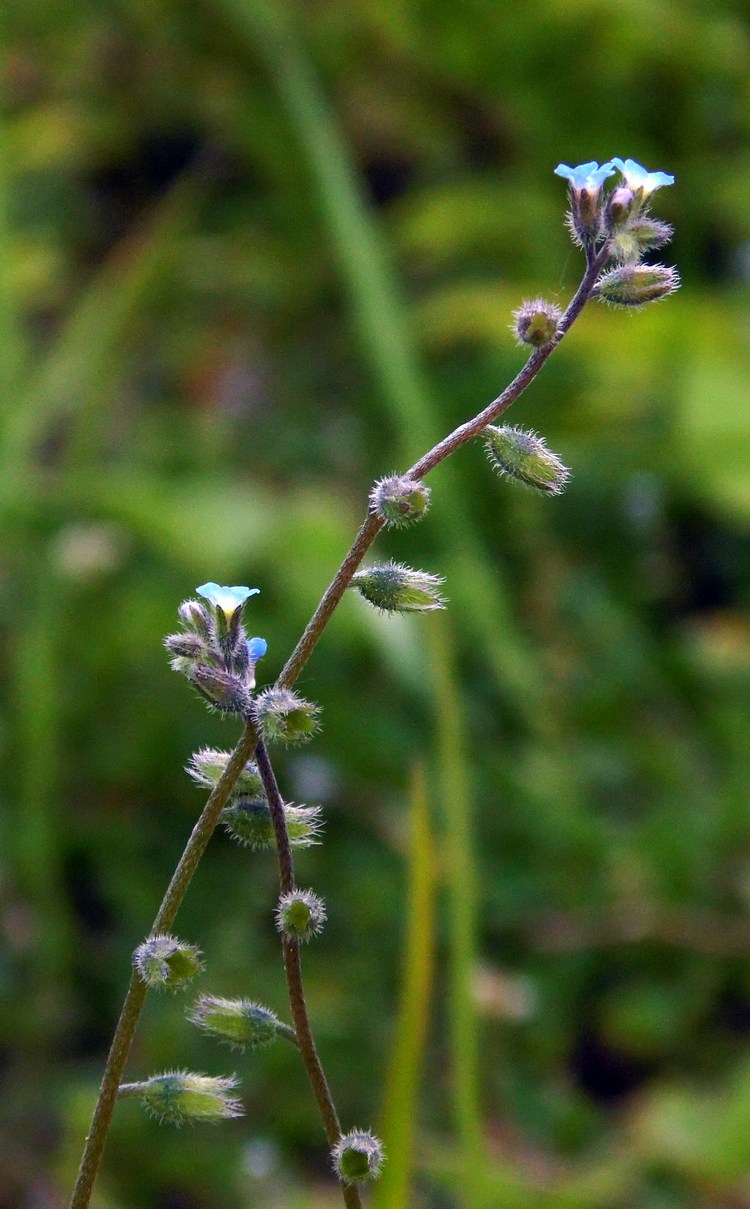 Image of Myosotis micrantha specimen.