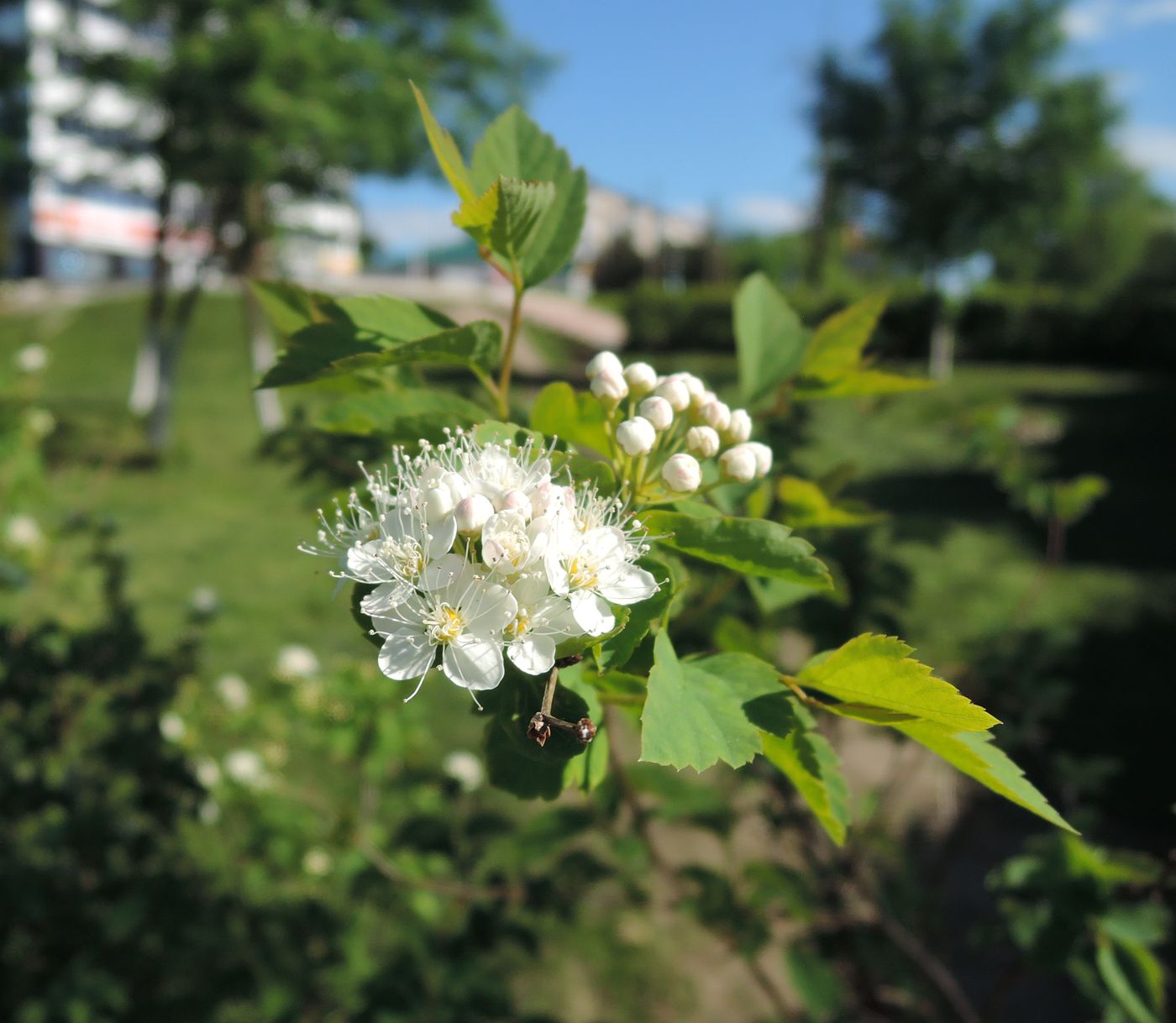 Изображение особи Spiraea chamaedryfolia.