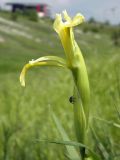 Iris halophila