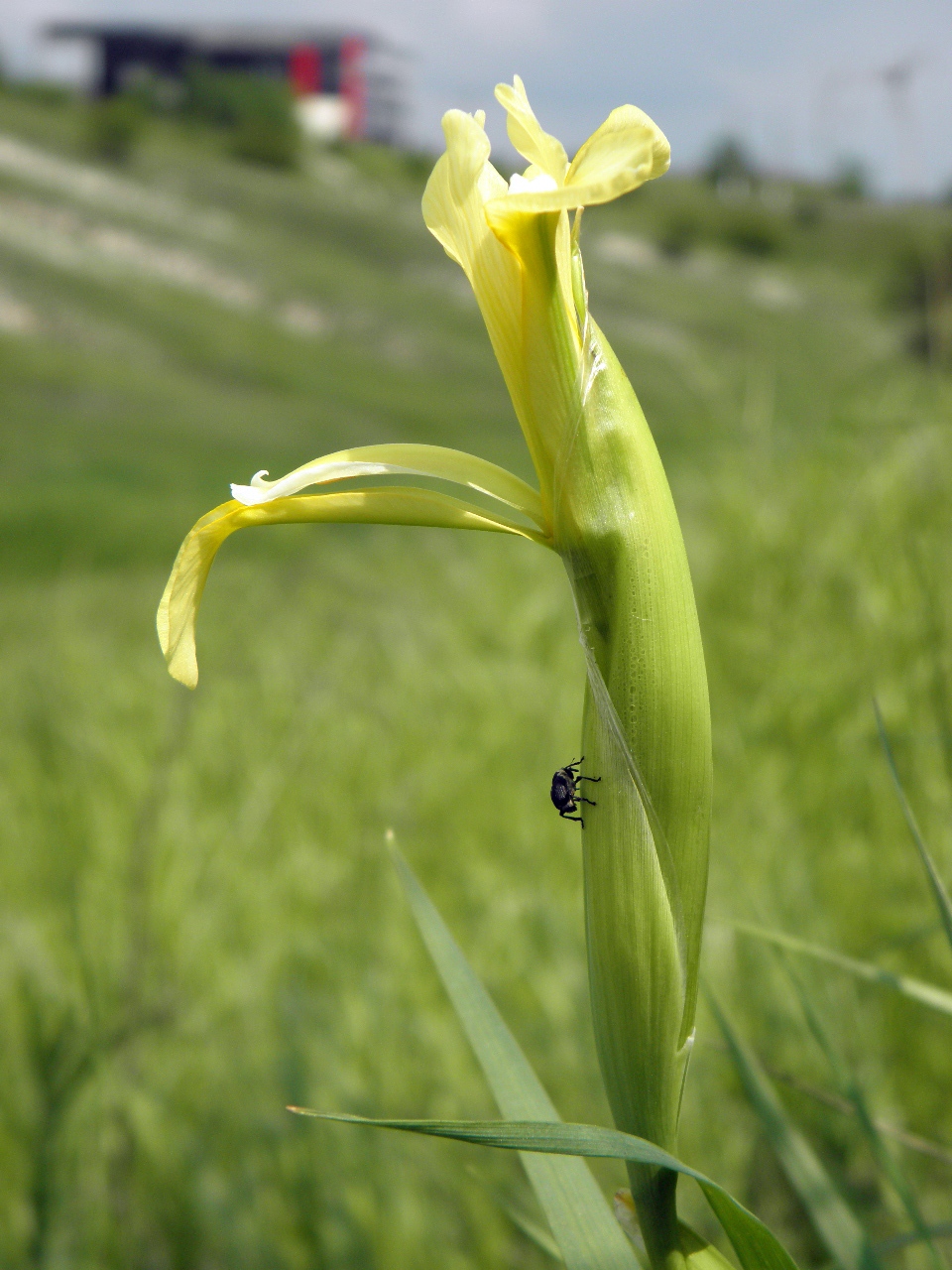 Image of Iris halophila specimen.