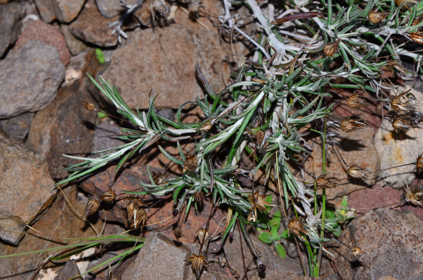 Image of Phagnalon purpurascens specimen.