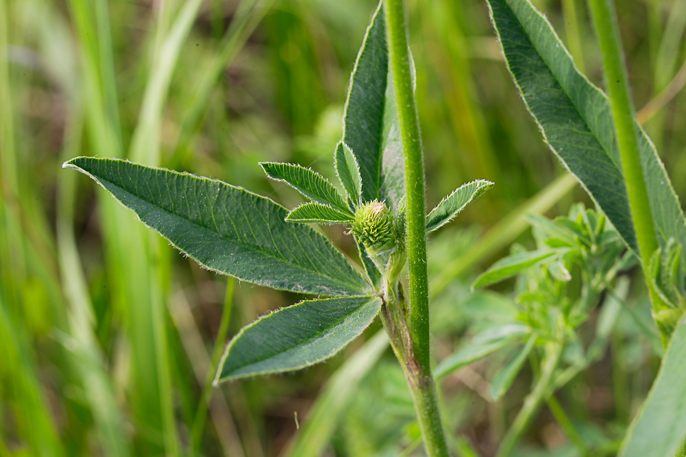 Изображение особи Trifolium montanum.