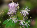 Thalictrum aquilegiifolium. Соцветие. Санкт-Петербург. 30.06.2009.