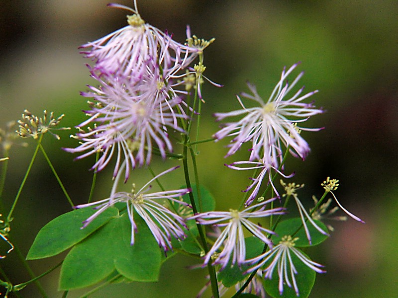 Image of Thalictrum aquilegiifolium specimen.