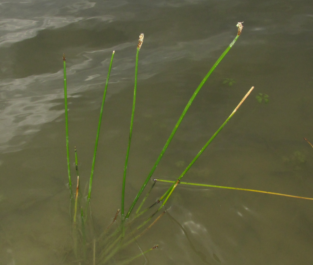 Image of genus Eleocharis specimen.