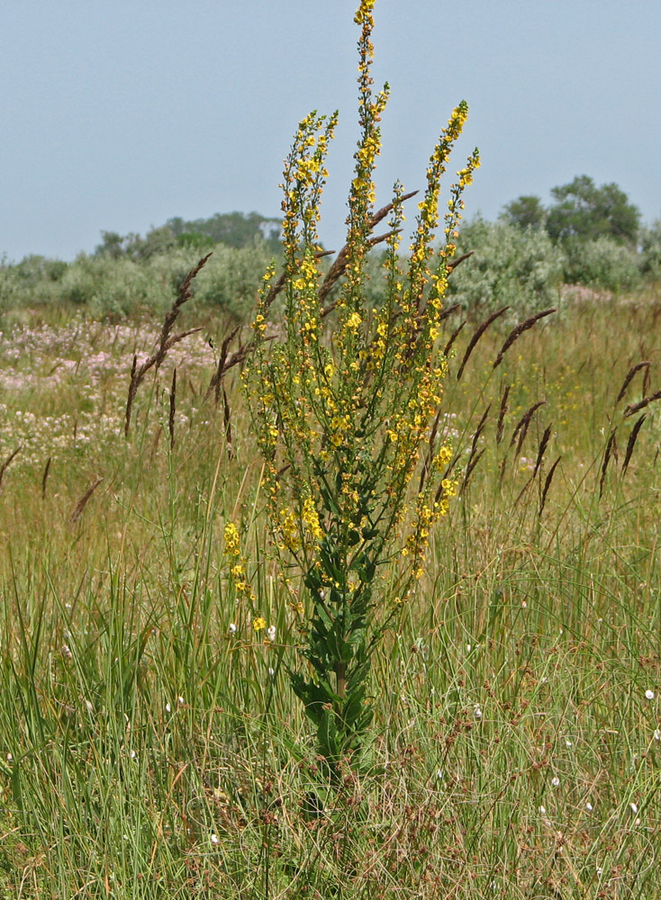 Image of Verbascum &times; pseudoblattaria specimen.