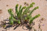 Euphorbia paralias. Цветущее растение на ракушечном пляже. Крым, Арабатская стрелка, урочище Рожково. 22.06.2016.