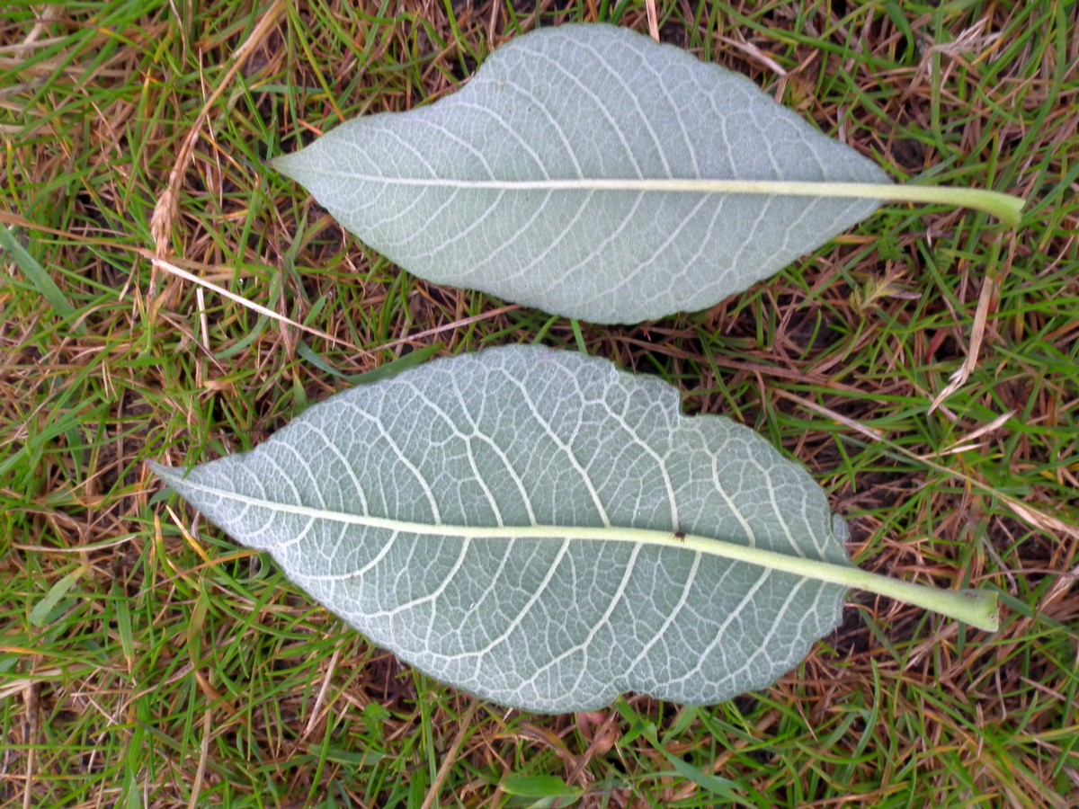 Image of Salix caprea specimen.