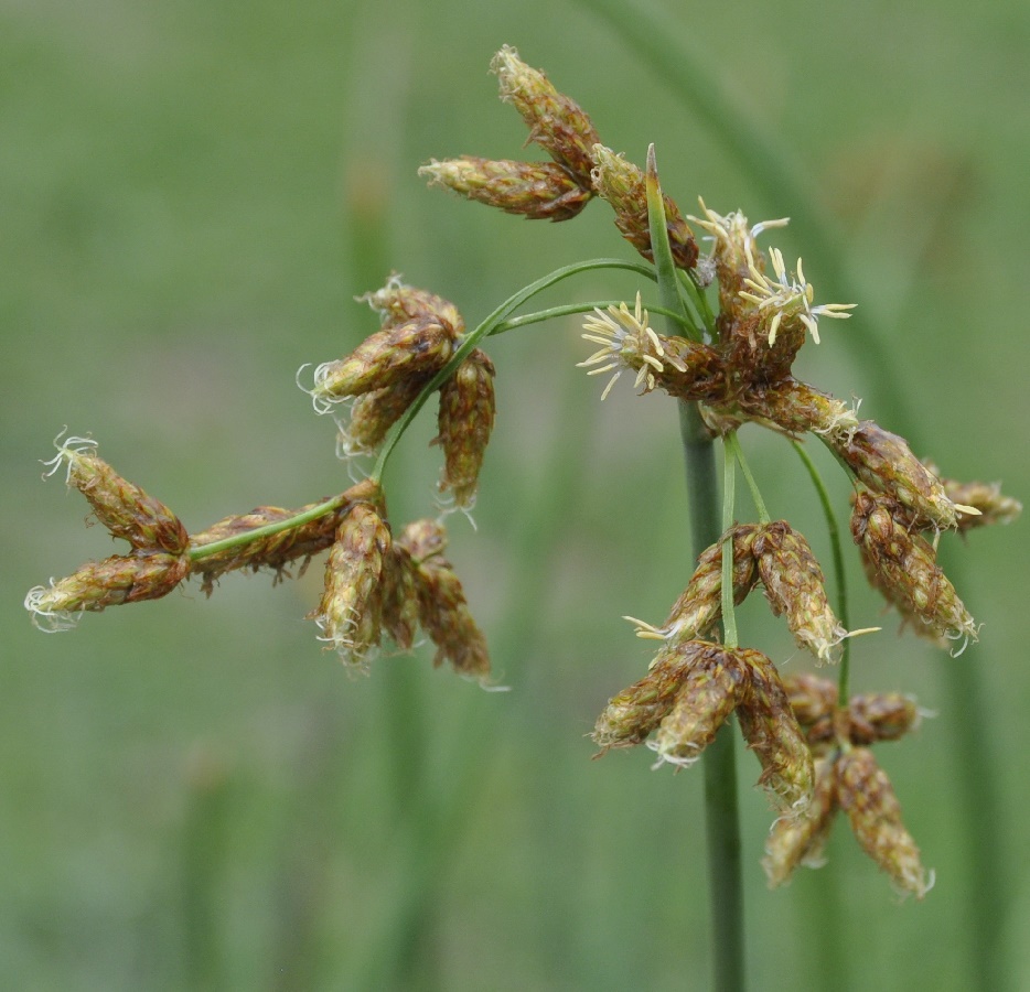 Изображение особи Schoenoplectus lacustris.