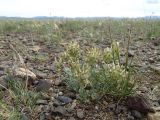 Astragalus dilutus