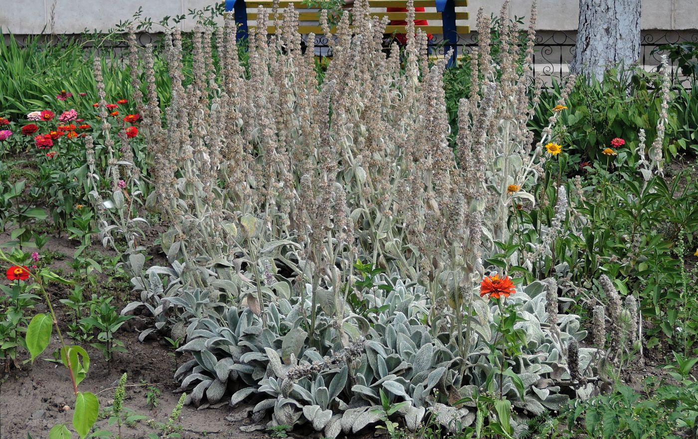 Image of Stachys byzantina specimen.