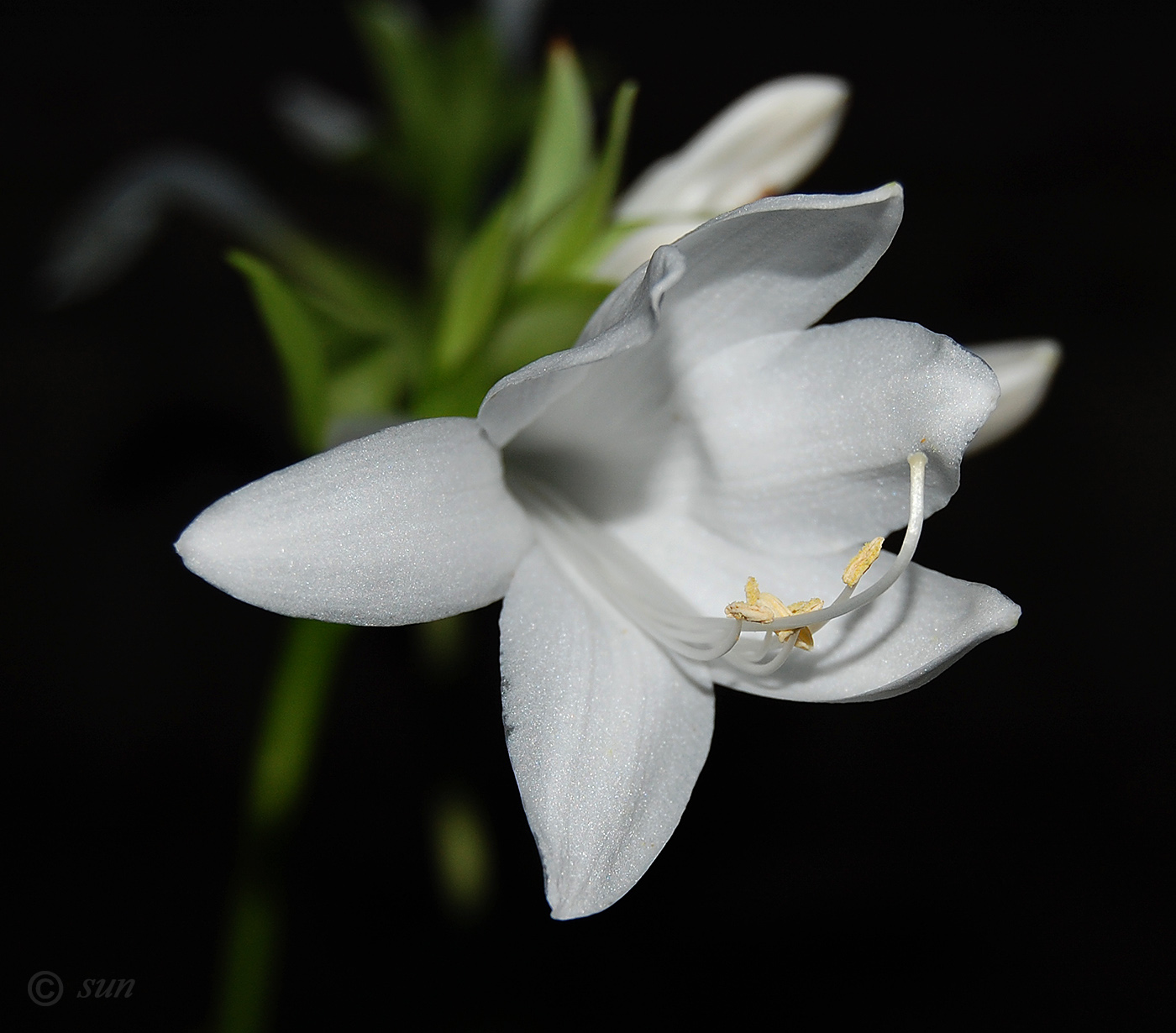 Image of Hosta plantaginea specimen.