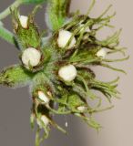 Cordia parvifolia