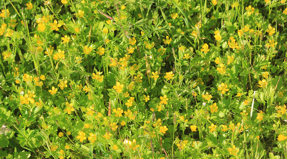 Image of Ranunculus trachycarpus specimen.